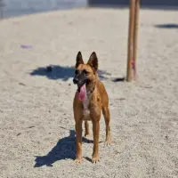 Adopta a Ancla