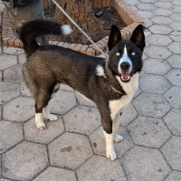 Adopta a Moy