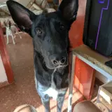 Adopta a Hati