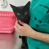 Adopta a Rigoberto