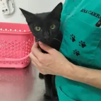 Adopta a Rigoberto