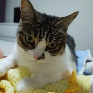 Cuca