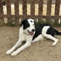 Adopta a Niza