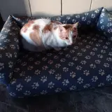 Adopta a Mio