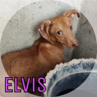 Adopta a Elvis
