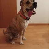 Adopta a Firulais