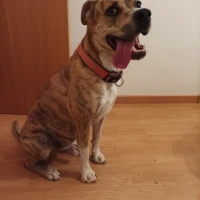 Adopta a Firulais