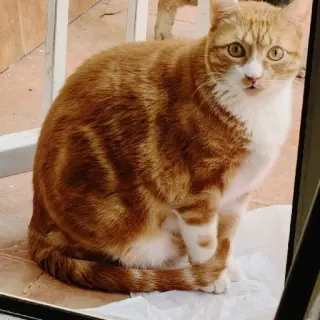 Cuqui