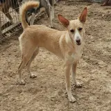 Adopta a Luci