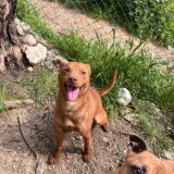 Adopta a Rocky Miel