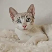 Adopta a Keops