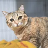 Adopta a Bruna