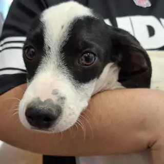 Gus
