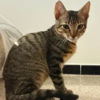 Adopta a Simba