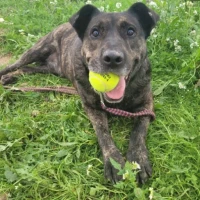 Adopta a Roco