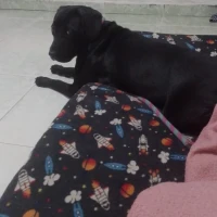 Adopta a Nala