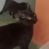 Adopta a Alfonso