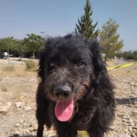 Adopta a Goku