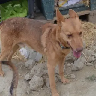 Paco