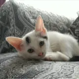 Adopta a Gilda