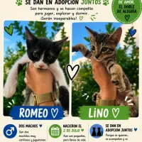 Adopta a Lino Y Romeo