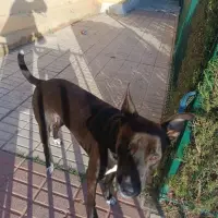 Adopta a Tayson