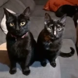 Adopta a Carlota Y Fresita F