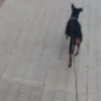 Adopta a Porthos
