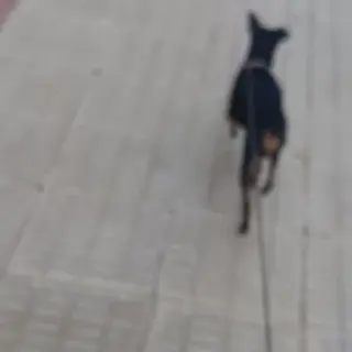 Porthos