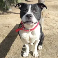 Adopta a Biggie