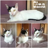 Adopta a Gina