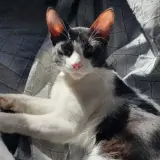 Adopta a Tintín