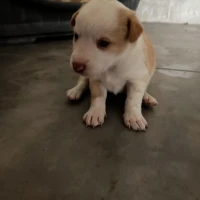 Adopta a Estefi Busca Hogar, Tlf 645978718