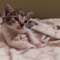 Adopta a Gatita