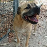 Adopta a Akila