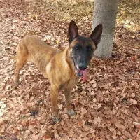 Adopta a Furia