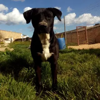 Mora