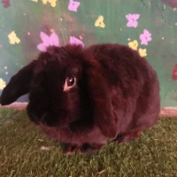 Adopta a (Residente)Bolita