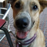 Adopta a Mia