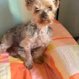 Adopta a Lola