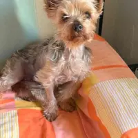 Adopta a Lola
