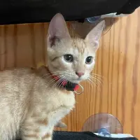Adopta a Nectarina