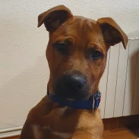 Adopta a Kaiser