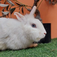 Adopta a Andy (Bloque A)