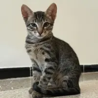 Adopta a Nala