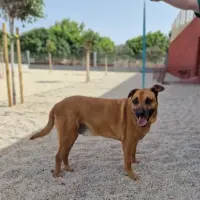 Adopta a Tony