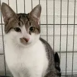 Adopta a Leo