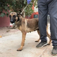 Adopta a Atenea