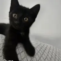 Adopta a Runa