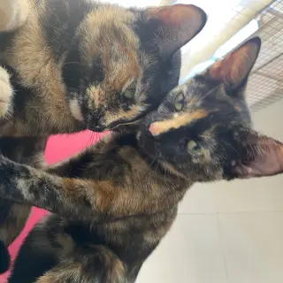 Mini y Musa